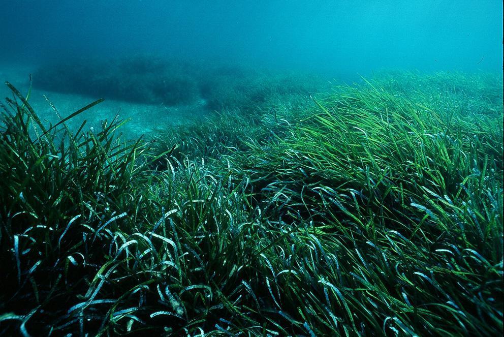 The MPA includes the largest (about 12,500 hectares) and best preserved Posidonia oceanica meadow of the Mediterranean Sea.