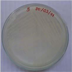 khuẩn cần xác định là S. agalactiae. Tổng thể tích của phản ứng là 25 µl.