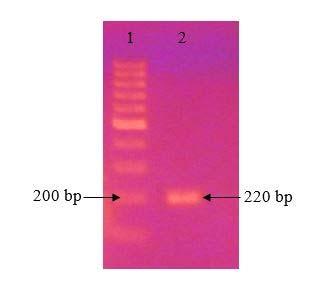 Một khuẩn lạc của chủng vi khuẩn SaS3 được cho trực tiếp vào thành phần hóa chất trình bày mục 2.2 và phản ứng PCR khuẩn lạc được thực hiện với điều kiện phản ứng trình bày ở mục 2.2. Kết quả của quy trình PCR khuẩn lạc định danh vi khuẩn S.