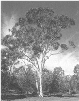 Australian Kangaroo Far Right: Eucalyptus Tree Right: Australian
