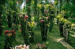 This private botanical garden is home to a staggering number of begonias, bromeliads, bamboo and about 300 different types of palm trees.
