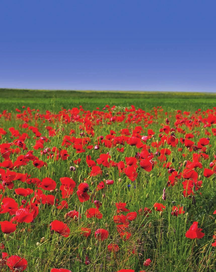 TRAVEL STYLE O days - 4 countries Code: FBAT WWI and WWII Battlefields FROM A$4050 PP* PER PERSON TWIN SHARE Lest we forget, this sobering journey through the battlefields of WWI and WWII reminds us