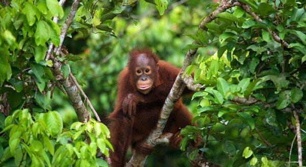 BORNEO EXPLORER $ 2999 PER PERSON TWIN SHARE THAT S % OFF 40 TYPICALLY $4999 SABAH SANDAKAN KOTA KINABALU SAPI MANUKAN ISLAND Say hello to Borneo.