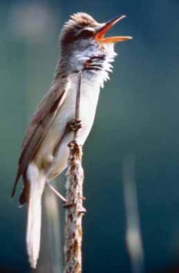 najljubši vrsti med pticami, ki ju intenzivno spremlja že skoraj trideset let, sta čapljica (Ixobrychus minutus), in rakar (Acrocephalus arundinaceus), na sliki. foto: Ivo A. Božič IVO A.