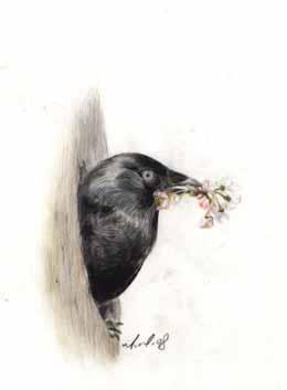1 2 3 1: Kavka (Corvus monedula), maskota letošnjega SMOS, je bila ena izmed predlaganih raziskovalnih tem.