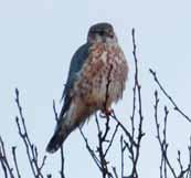 Mali sokol (Falco columbarius) Odrasel samec te redke ptice se je v novembru 2007 zadrževal na Menišiji blizu vasi Begunje [Krofel, M.