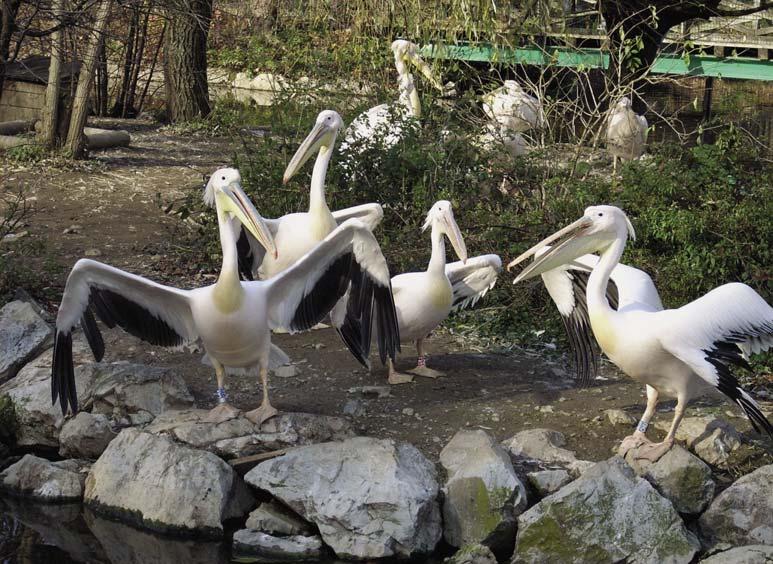 1 2 3 4 1: Omar Alhady je napisal raziskovalno nalogo z naslovom Vpliv pristriženih in amputiranih peruti na življenje obvodnih ptic v Ljubljanskem živalskem vrtu.