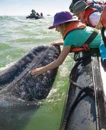 Gray whale females have always come to the nursery lagoons of Bahía Magdalena to give birth, and instruct their young before making the annual migratory trek to the food-rich Arctic waters.