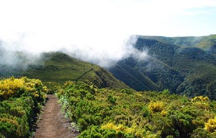 58 LEVADA DOS CEDROS (PR14) A magical path in full harmony with nature, involved by a wide variety of endemic species of flora and fauna of the Archipelago.