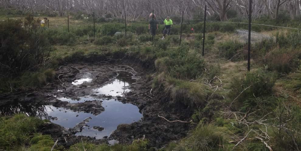 At this stage the fences have successfully kept the deer out, and while there is some evidence that the fungus may now have reached the bog, according to researchers from the Arthur Rylah Institute