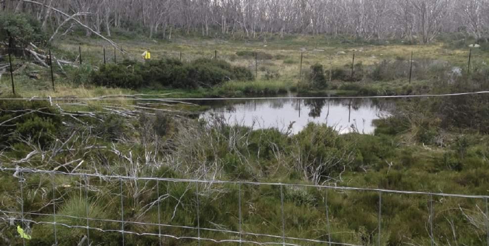Anyone in the Australian Alps who has issues with protecting bogs and the endangered species in them may want to keep an eye on the progress of these fenced plots near Lake Mountain.