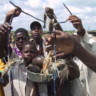 Shrimps caught in the Pungwe Estuary In the lower part of the basin, the floodplain, there are major natural resource, economic and social interests comprising the Gorongosa National Park (GNP), a