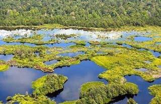 of peatlands, (60 % of the world s