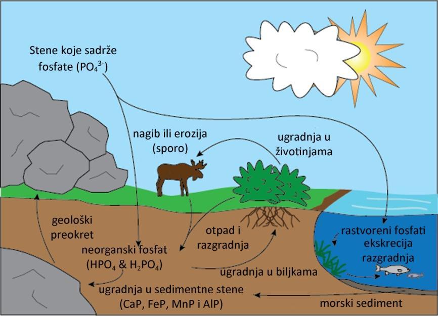 Slika 2.4. Kruženje fosfora u prirodi (http://www.shmoop.com/ecology/phosphorus-cycle.html) Ekosistemi pružaju veliki broj raznih materijalnih dobra i raznih»usluga«koji su neophodni čoveku.