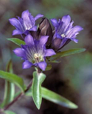 E-Flora BC Atlas Page http://linnet.geog.ubc.ca/atlas/atlas.aspx?sciname=gentiana%20affinis Page 1 of 2 4/12/2016 E-FLORA BC: ELECTRONIC ATLAS OF THE FLORA OF BRITISH COLUMBIA Author, Date.
