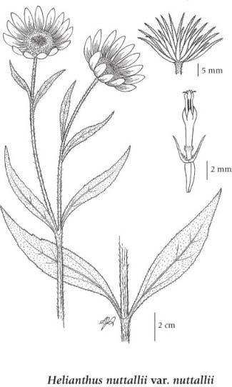 E-FLORA BC: ELECTRONIC ATLAS OF THE FLORA OF BRITISH COLUMBIA Helianthus nuttallii subsp. rydbergii Torr. & A. Gray (Britton) R.W.