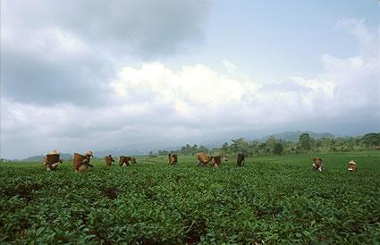 Tea plantation in Cameroon.