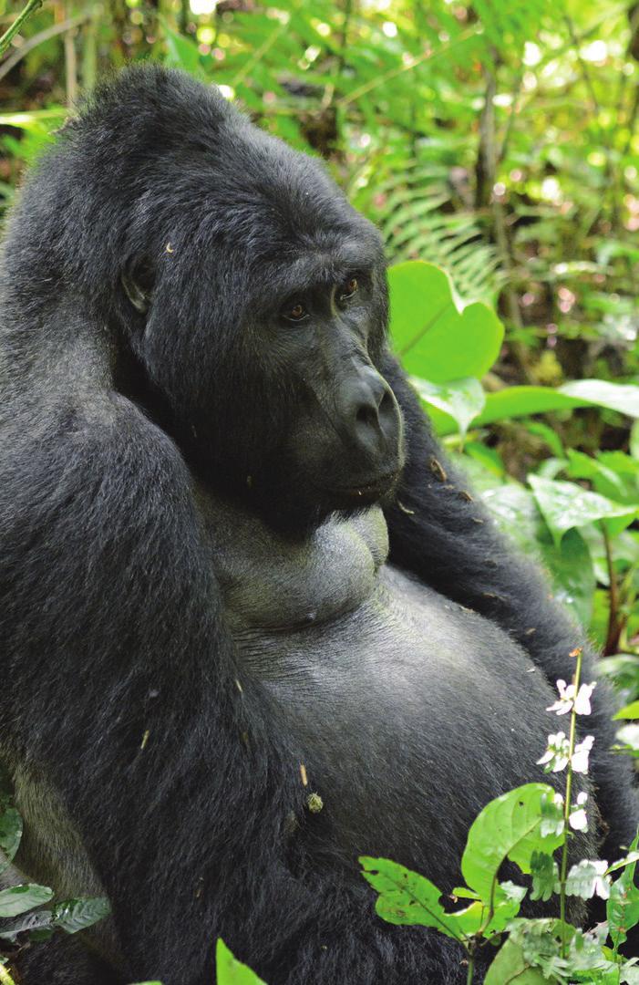 Gorillas + Wildlife Safaris 6 Days Combine the unforgettable palpitating closeness to the Mountain Gorillas with a safari through the diverse wildlife of the Savanna plains.