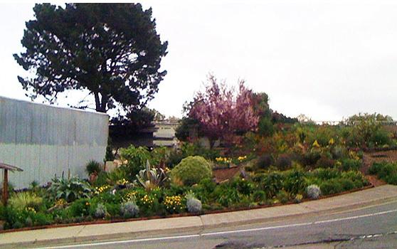 Pennsylvania Street Garden, drought tolerant community garden on CalTrans Freeway Onramp in Potrero/Dogpatch, Completed 2015 There are 136 street