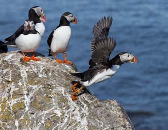 Luckily for me, and all puffins other than in this colony, this bad Blacklegged
