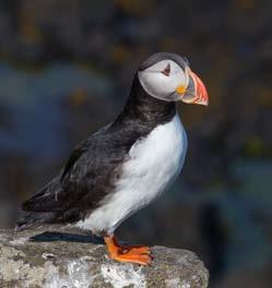 took to stealing food from the puffins in this area.