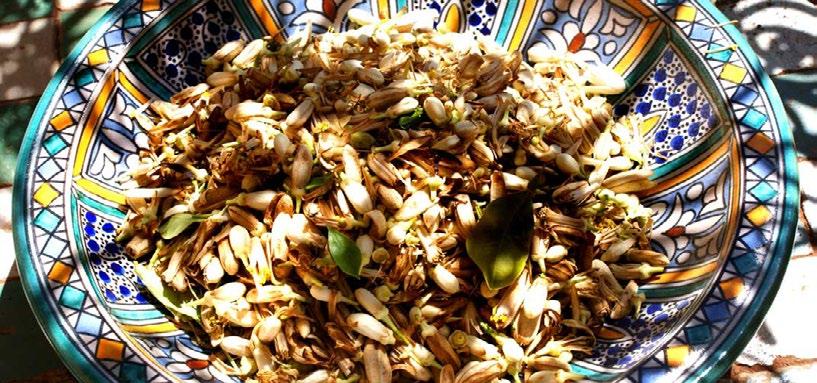 Reader s Write Orange Blossom Special In early March blossom starts forming in the orange groves of Morocco and a few days later it will be on sale in the souks, used in the preparation of orange
