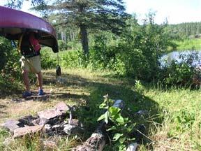 Figure 16.1: Campsite along portage trail. Photo by A. Kirch.