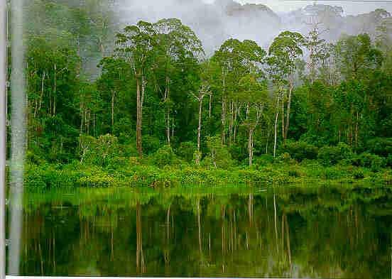 Peat swamp forests A special type of forest that forms and survive under unique