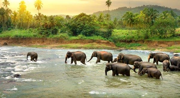 2 FOR 1 SRI LANKA $ 2999 FOR TWO PEOPLE THAT S % 50 OFF TYPICALLY $5999 NEGOMBO KANDY KOGGALA THE OFFER Ancient cities, thick jungles, vibrant marketplaces, and impressive UNESCO World Heritage
