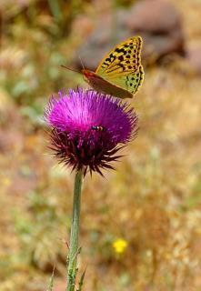 High altitude yellow butterfly