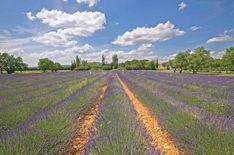 Provence The Provence region is truly considered as a must see for those who wants to discover the most authentic