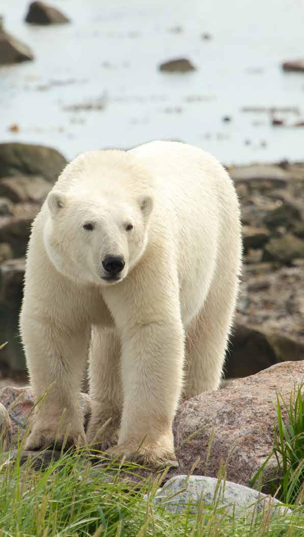 Discover the beauty and wildness of Churchill, Manitoba a small town on the banks of the Hudson Bay known for hosting polar bears in the fall.