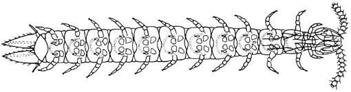 mérie (Diplopoda, časť Chilopoda a Protura), alebo je dokonca epimérny, teda priamy v najužšom chápaní (Scolopendromorpha, Geophilomorpha, Thysanura a väčšina Entognatha).