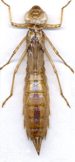 sitor). Vývin je archimetabolia cez 7 15 larválnych instarov, ich počet však u jednotlivých druhov nemusí byť stály (pri nedostatku potravy je viac instarov).