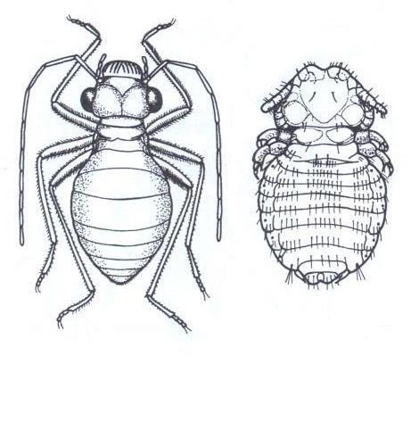 K O H O R T A : P A R A N E O P T E R A 1. RAD: PSOCOPTERA (= COPEOGNATHA) (PAVŠI) Drobný hmyz (0,5 5 mm) s pomerne mäkkým a málo pigmentovaným telom, ktoré je dosť sploštené.