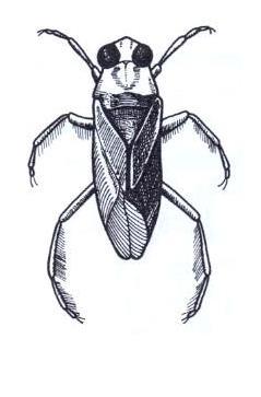 99 niektoré herbikolné bzdôšky (Halticus z čeľade Miridae) tiež skáču, ale táto schopnosť nie je tak výrazná, skáču nemotorne na kratšie vzdialenosti; 100 výnimkou sú sietnačky (Tingidae),