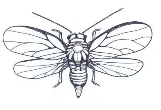 1. PODRAD: PSYLLINEA (MÉRY) malý podlhovastý hmyz (1,5 4 mm) so širokou hlavou (po bokoch sú vypuklé zložené oči) a skákavými zadnými nohami. Krídla sa skladajú strechovito nad bruškom.