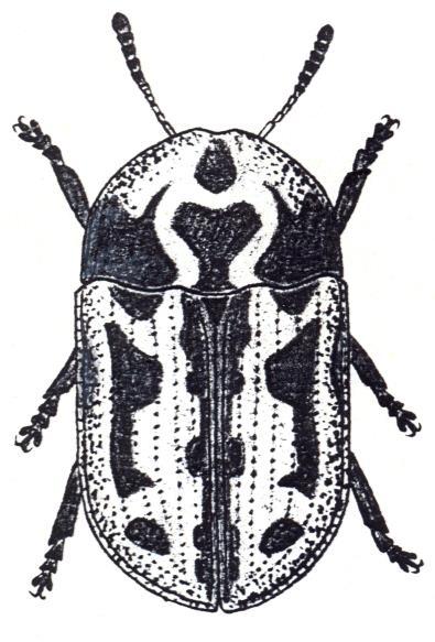 Polyphaga sú chrobáky všetkých trofických kategórií: fytofágy, xylofágy, mycetofágy, saprofágy i predátory.
