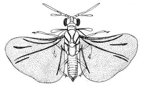 Cerambycidae (fuzáčovité) veľmi početná skupina prevažne veľkých chrobákov, žijúcich hlavne na dreve. Z vyše 27 000 druhov u nás žije asi 250. Hojné sú napr.