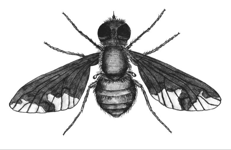 a pod.), odkiaľ zrakom sledujú priestor a rýchlo vyrážajú za korisťou. U nás asi 120 druhov, hojnejšie sú Laphria flava obr. 521 (muchárka žltá) a Andrenosoma atrum (m.