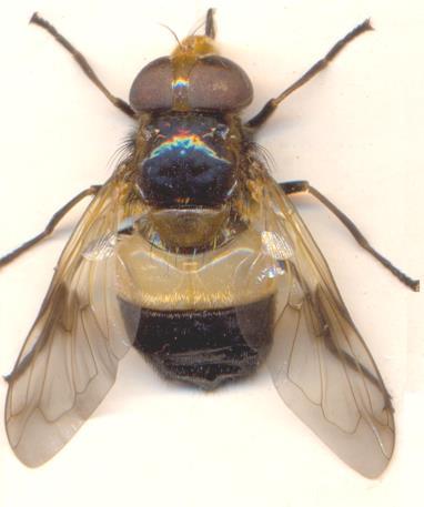 Pipunculidae (hlavaňovité) malé tmavé veľkohlavé muchy (u nás asi 30 druhov), larvy sú parazitoidy cikádok. Napr.: Pipunculus campestris (hlavaňa poľná). 2.