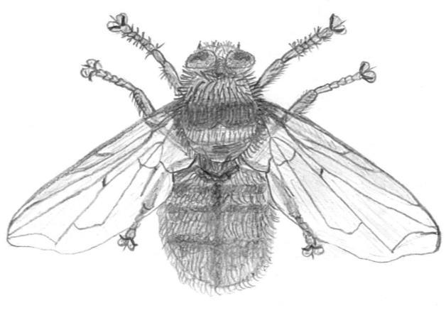 Karolína Mičechová  33: Samotárska včela Anthidium