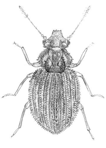 38: Modráčik Polyommatus slovacus (r. k. 3 cm) sa podobá na P.