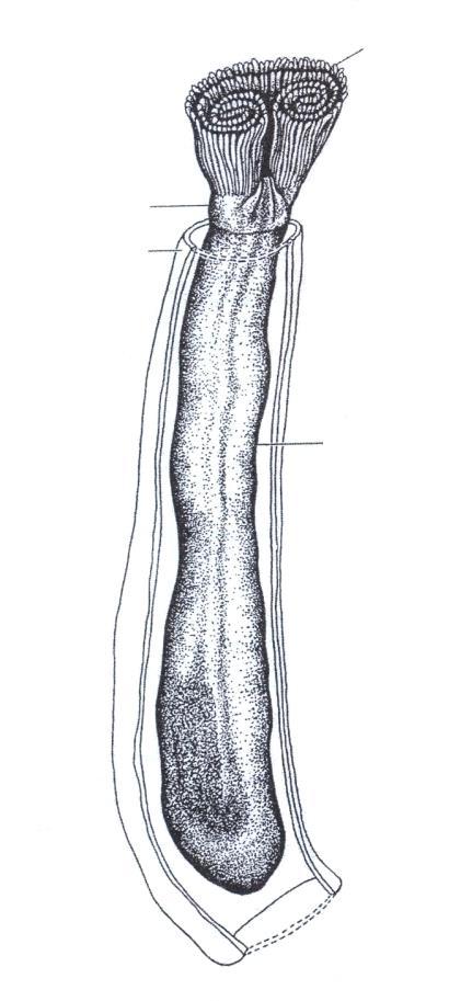 lofofór schránka tentakuly rýchlo prisadá, tráviaca rúra sa preťahuje do tvaru dlhého U a v prednej časti narastá dvojitý veniec tentakúl, ktoré okrem priháňania potravy majú aj dýchaciu funkciu.