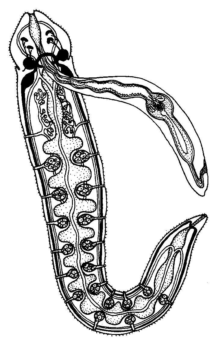 Podrobné preskúmanie ich anatómie potvrdilo, že majú trojdielny coelom (s miernymi problémami homologizovateľný s troma larválnymi coelomovými segmentami trochofóry; pozn. 48 na str.