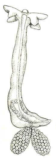 Nauplius sa po niekoľkých zvliekaniach mení na kopepoditové štádium jeho vretenovité tielko sa už podobá na voľne žijúcu veslonôžku, má však nižší počet somitov alebo tykadlových článkov.
