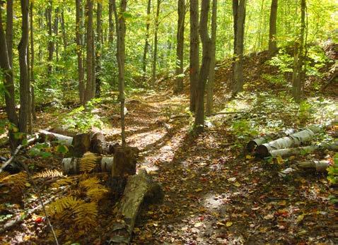 On its northern edge, this loop shares the trail with the Sugarbush Trail Loop. peter j. smith & company, inc.