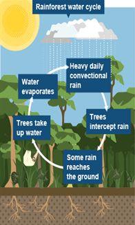 Water Cycle 1. Rainforest ecosystems are characterized by heavy convectional rainfall, high humidity, and luscious vegetation. 2.