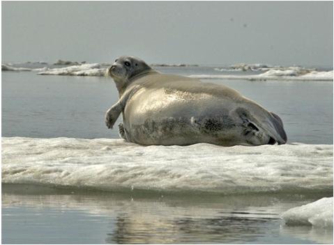 Bearded Seals are an Ice Dependent Seal that Uses Coastal areas near BELA Bearded seals have been tagged and tracked in a study with ADFG, NOAA, and local Native