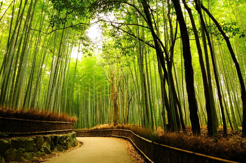 DAY 09 : KYOTO After breakfast, proceed on walking tour in Arashiyama where you will visit the Tenryuji Temple and Sagano Bamboo Grove.